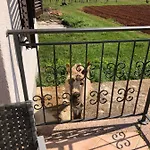 Apartman Bodi