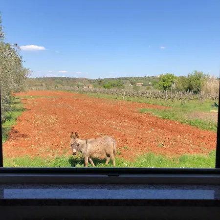 Bodi Rovigno